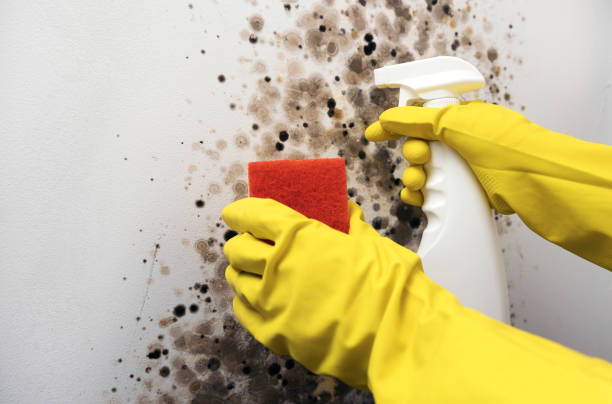 Best Basement Mold Remediation in Lemoyne, PA